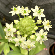 多肉花白色花朵图片