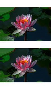 绽放的红睡莲图片