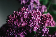 紫色丁香花鲜花图片素材