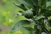 雨后清新结果的桔子特写图片素材