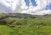 会泽乌蒙山草原牧场风景图片