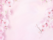 粉色樱花背景图片高清