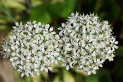 韭菜花花卉特写高清图片素材
