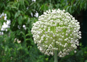 韭菜花特写的摄影图片高清
