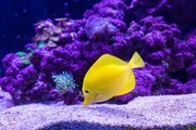 黄高鳍刺尾鱼图片