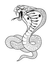 矢量眼镜蛇图片素材