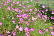 大波斯菊鲜花图片