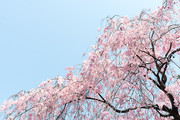 粉色樱花图片