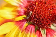 深秋菊花特写高清图