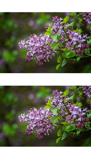 紫丁香花图片