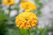 金色菊花图片