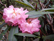 粉色杜鹃花图片