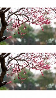 雪梅图片