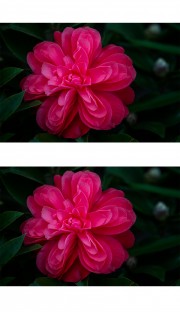 红色六角茶花图片