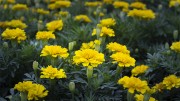 黄色花卉花丛高清图