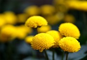 菊花特写摄影图片高清