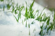 雪地里的青草图片高清