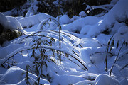 森林里厚厚的积雪图片