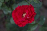 红色花朵高清图