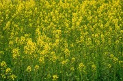 油菜花摄影图片素材