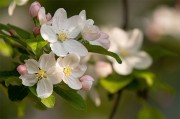 苹果花花卉图片素材