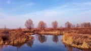 水边枯柳风景图片素材