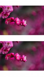 唯美梅花图片