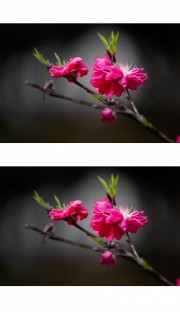桃花特写图片