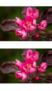 特写北美海棠花