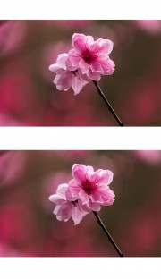 粉色桃花图片
