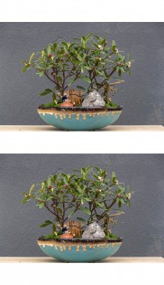 瑞香花盆栽图