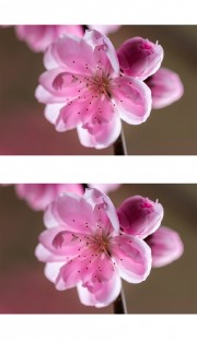 微距桃花图片