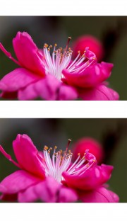 特写红色桃花