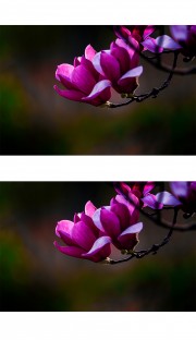 紫玉兰花图片