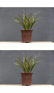 金边兰草盆景图片