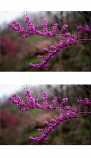 紫荆花花摄影图