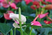 火鹤花图片
