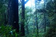 森林树木风景图片素材