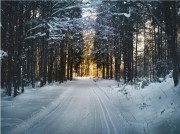 森林雪地风景图片素材