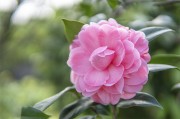 粉色山茶花花卉图片素材