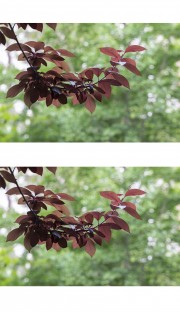 红叶李叶子图片