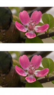 北方木瓜花图片