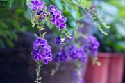 蕾丝金露花照片