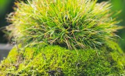 苔藓图片
