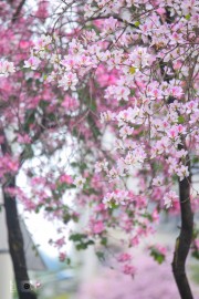 唯美紫荆花图片