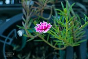 太阳花图片