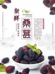 新鲜桑葚水果海报图片