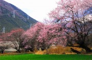 桃花林风景图片高清