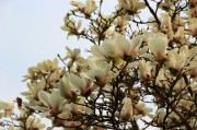 白玉兰花卉图片高清