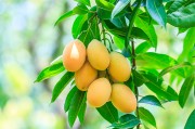 新鲜芒果高清图